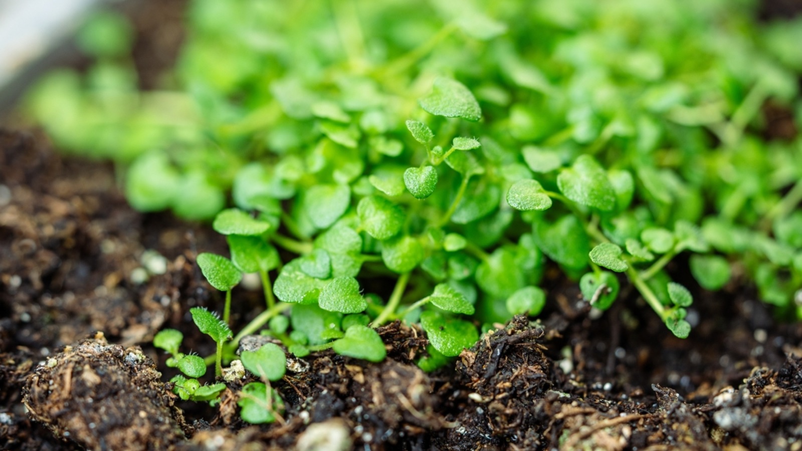 Tiny rounded Corsican mint leaves spreading across moist soil