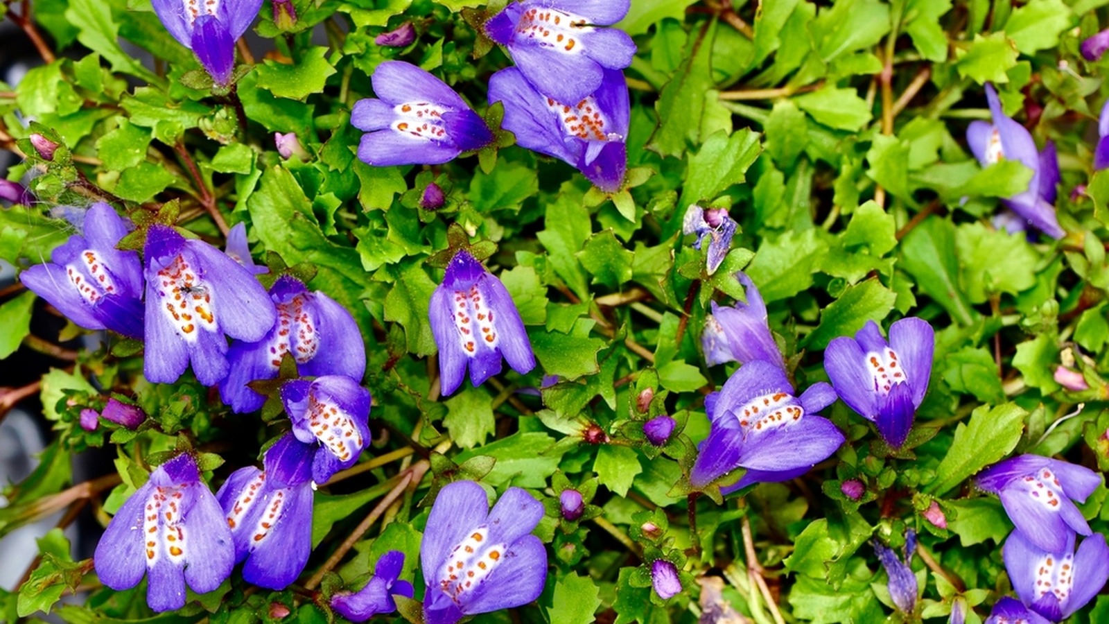 Purple creeping mazus flowers with spotted white throats among green leaves