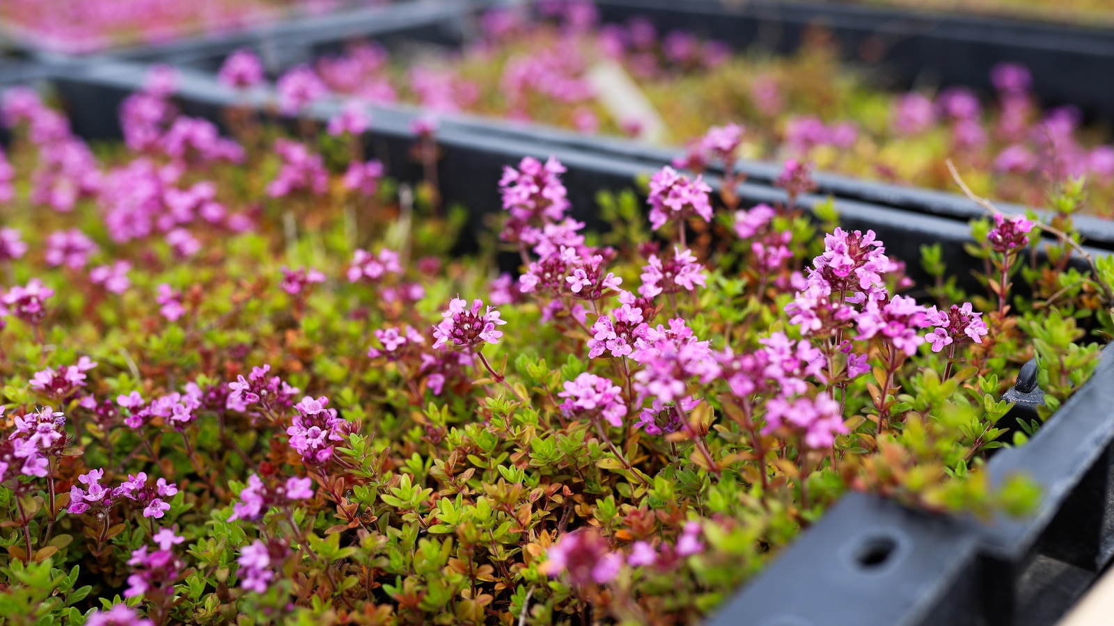 Low-growing Thymus praecox Coccineus flowering in nursery pots