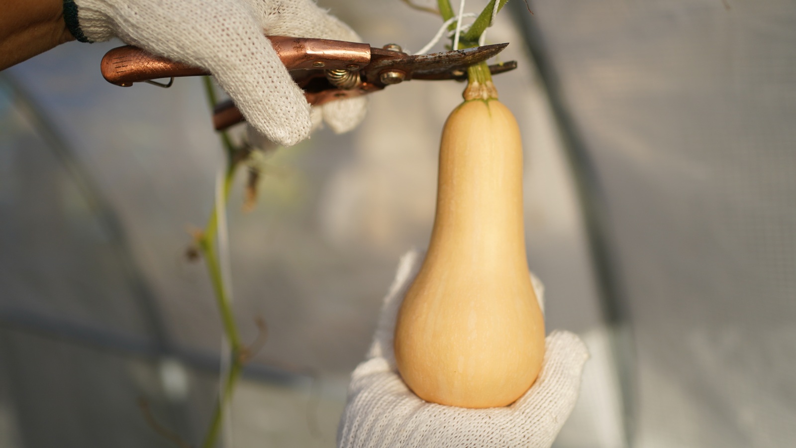 Gloved hands supporting a butternut squash while cutting its stem with pruning shears