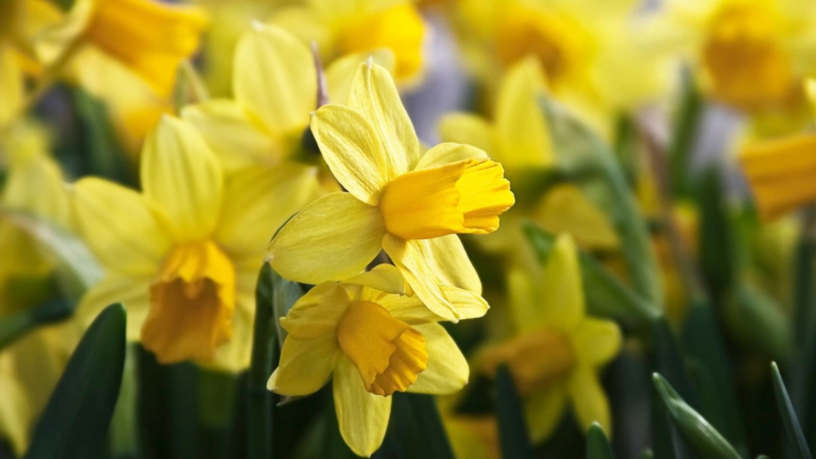 daffodils growing