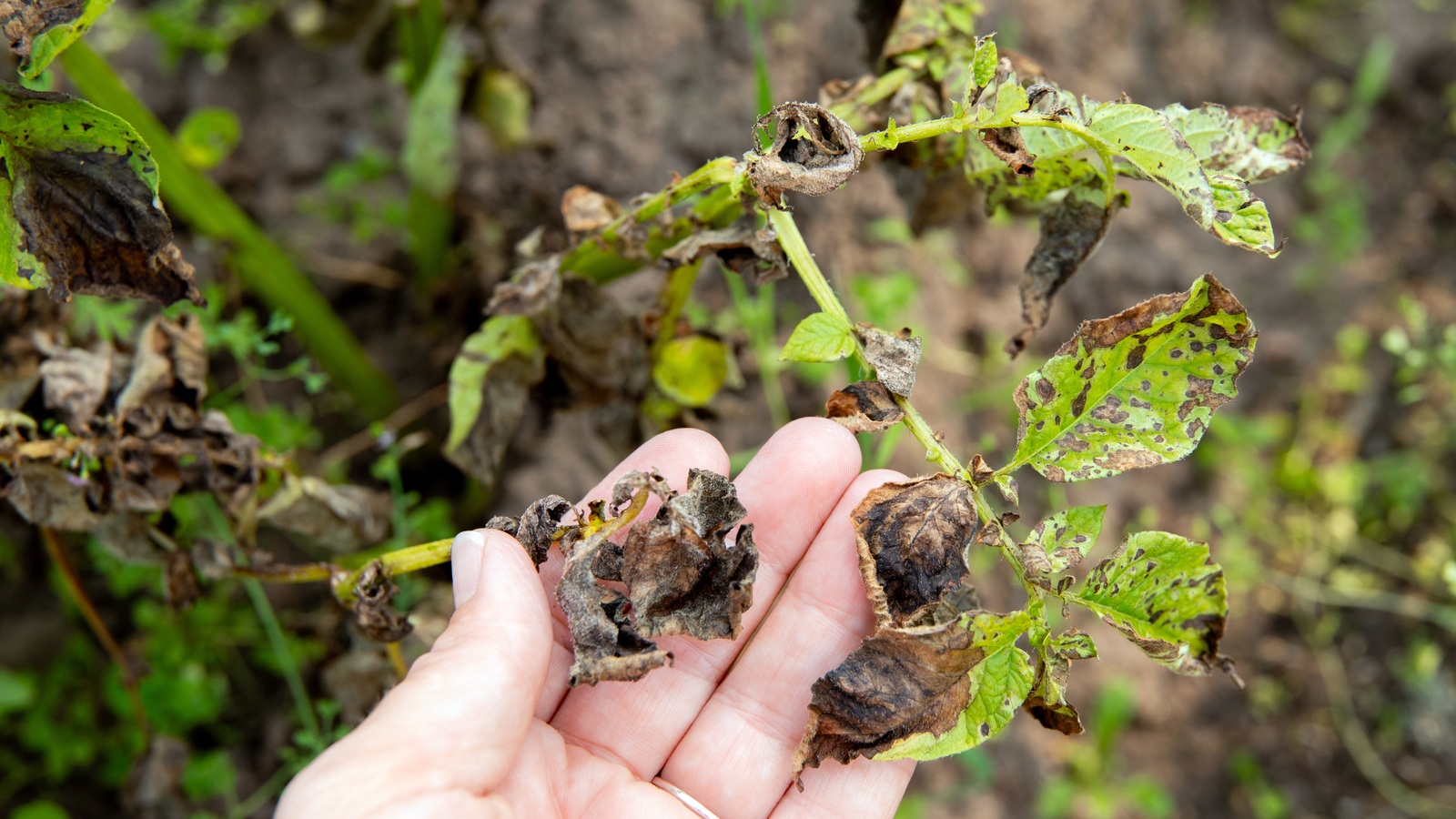 A hand holding damaged brown potato leaves
