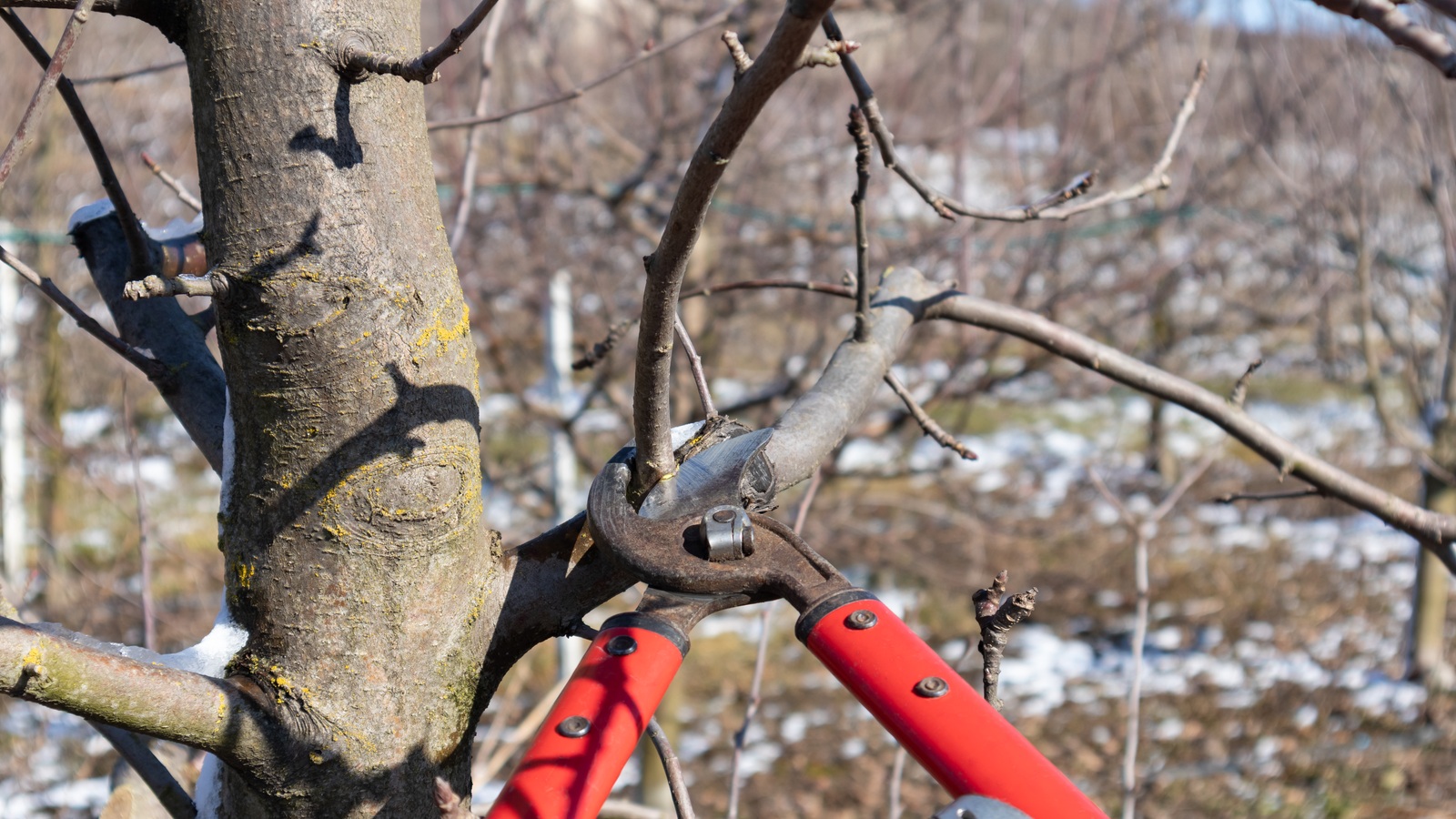 Pruning bare branches on a dormant apple tree