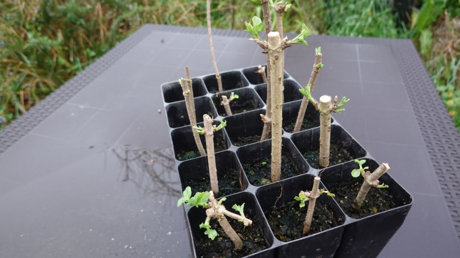 elderberry cuttings