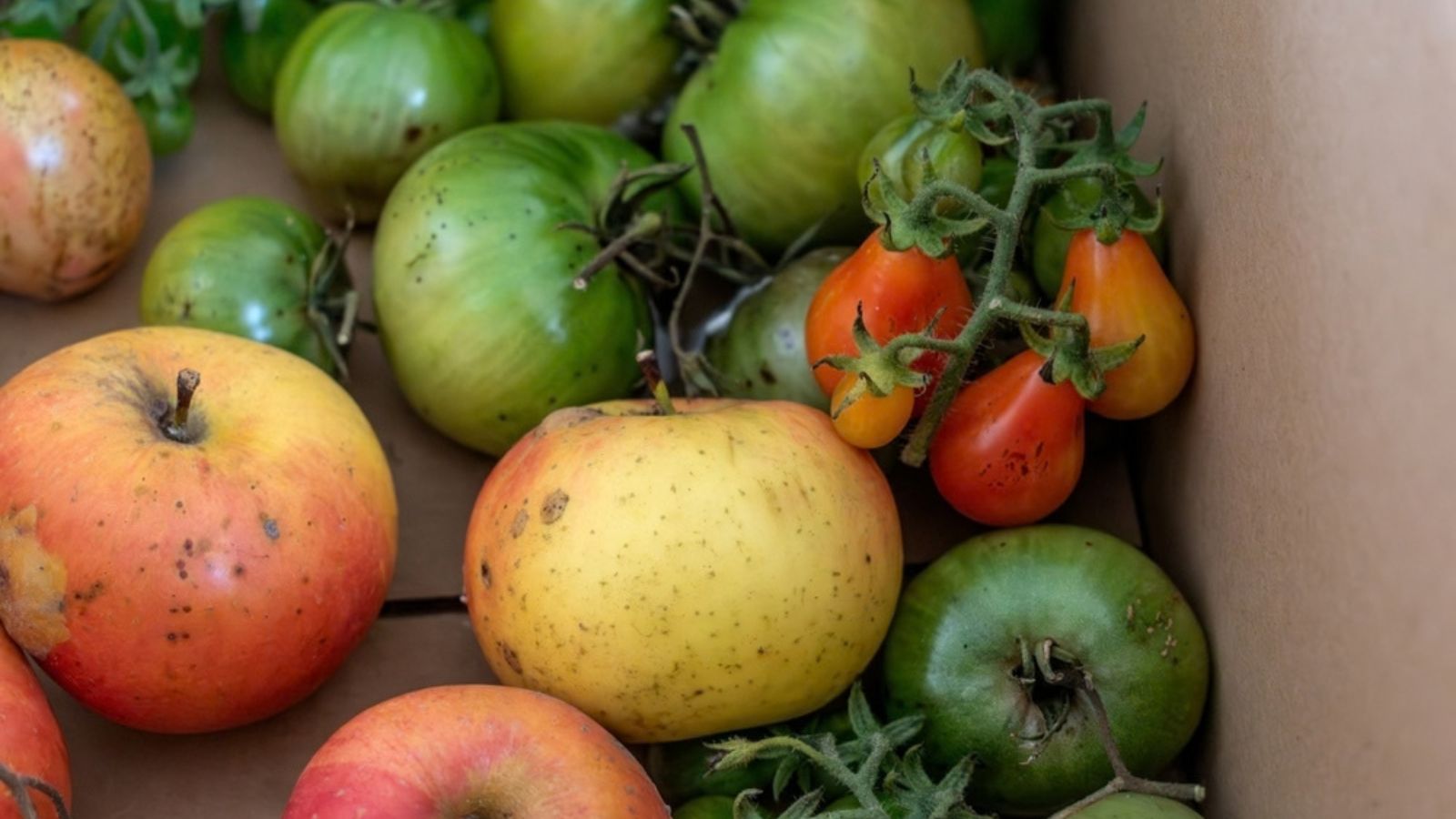 ethylene green tomatoes
