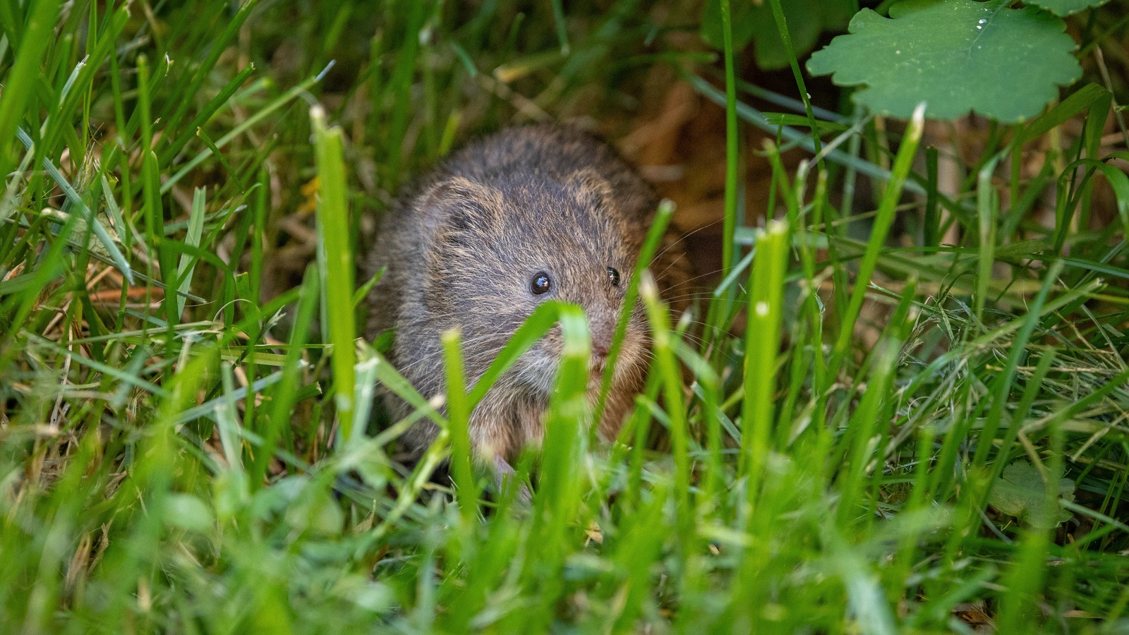 A small brown field vole looking out from green grass