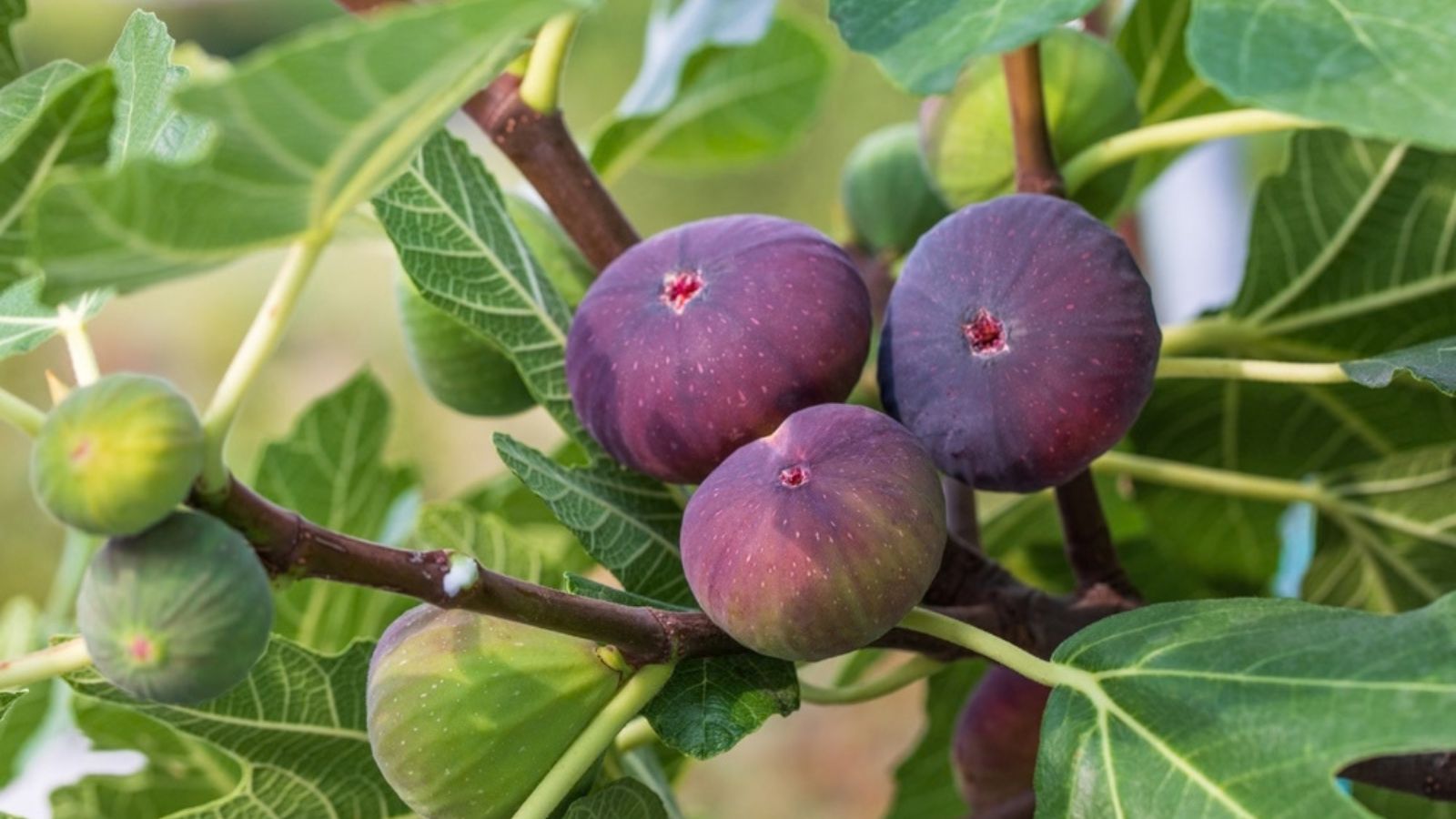 figs growing on tree