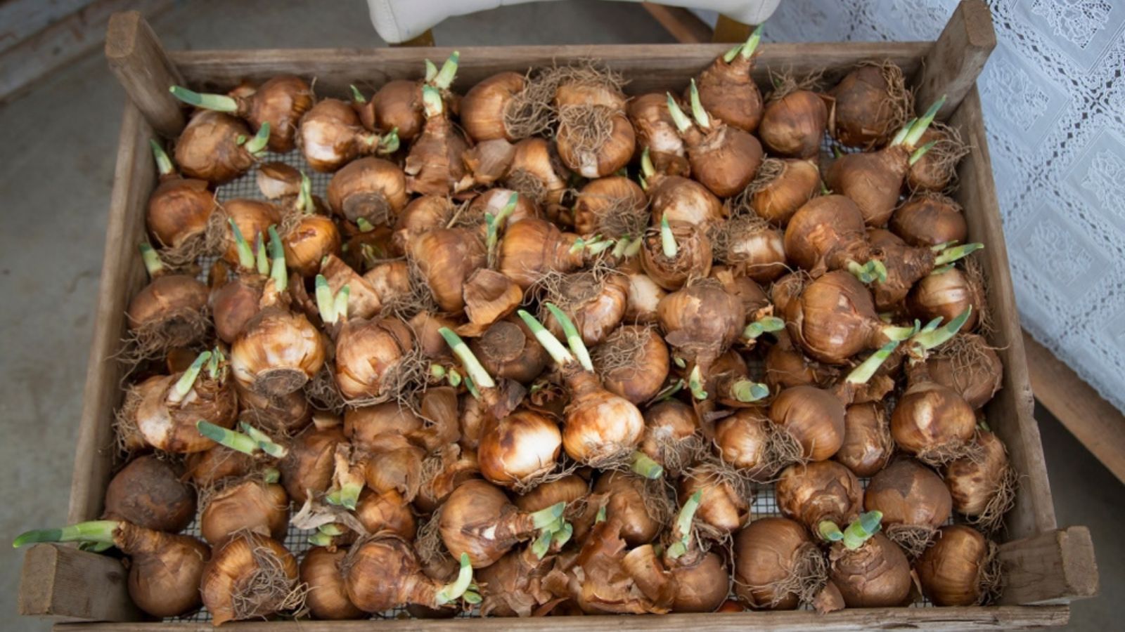 flower bulbs ready to be planted