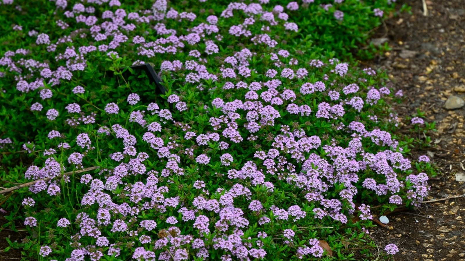 Low-growing thyme covered with pink-purple flowers beside a gravel edge