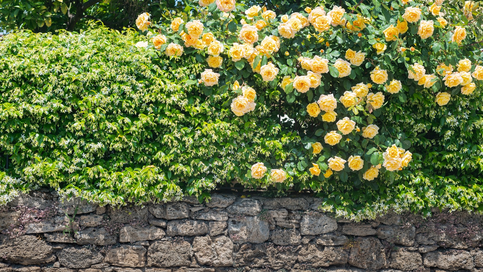 Yellow roses and green hedging forming a flowering garden boundary above a stone wall