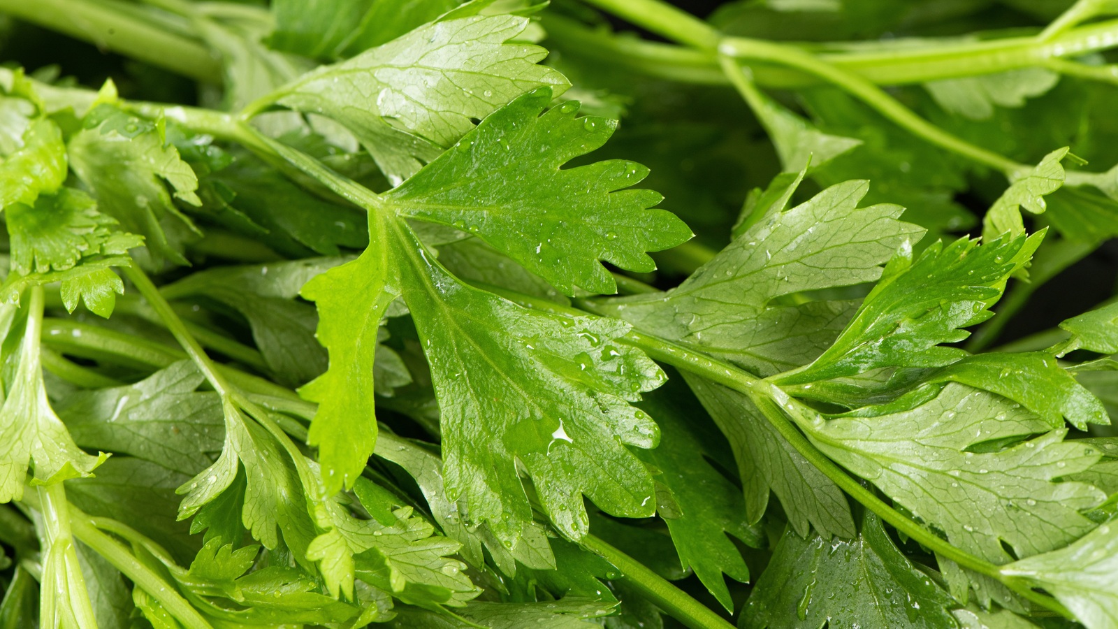 Close-up of green celery leaves and slender leafy stems