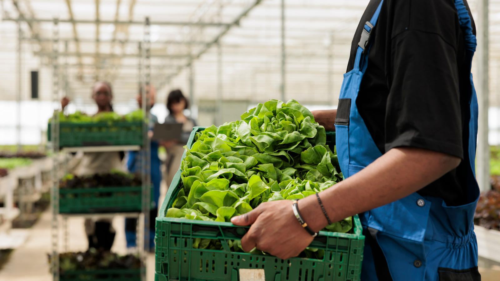 Grower carrying a crate of freshly harvested green lettuce in a greenhouse