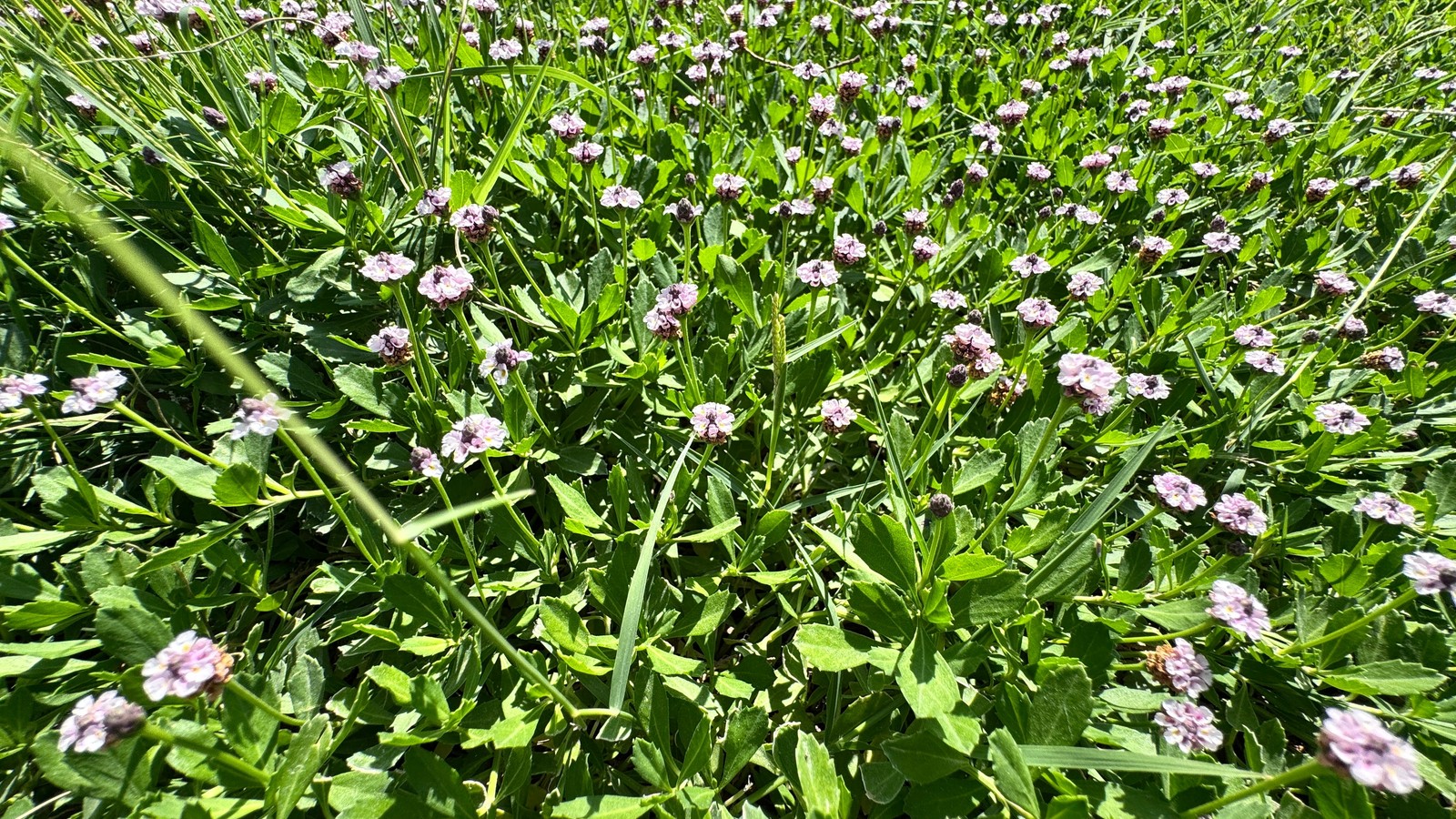 Frogfruit forming dense green ground cover dotted with small pale purple flowers