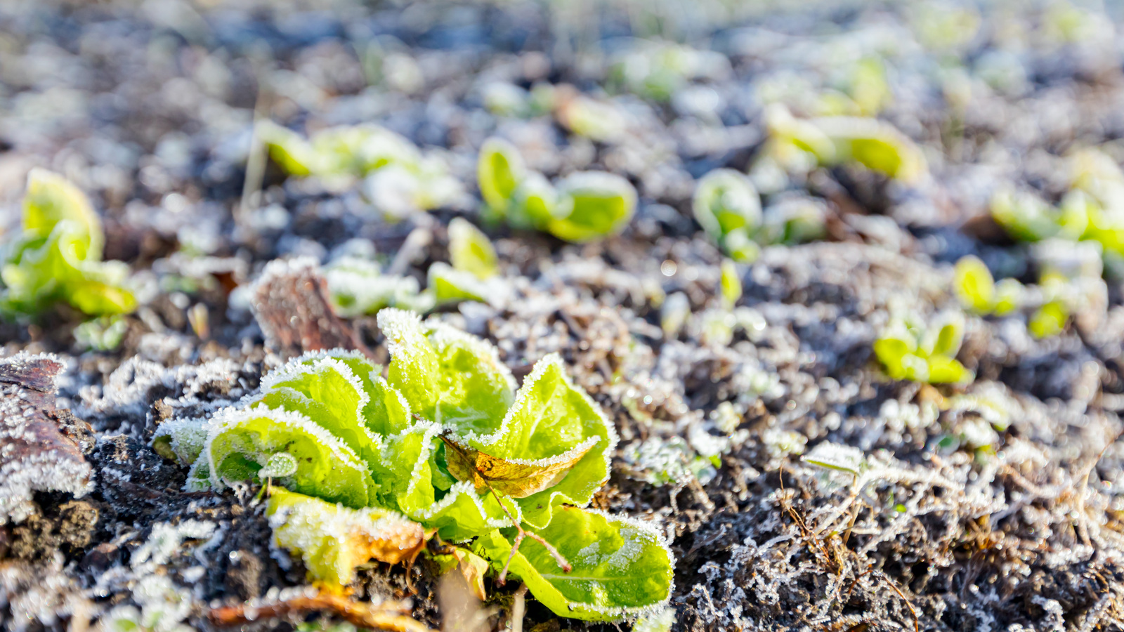 Small lettuce plants with frost on their leaves and the surrounding soil