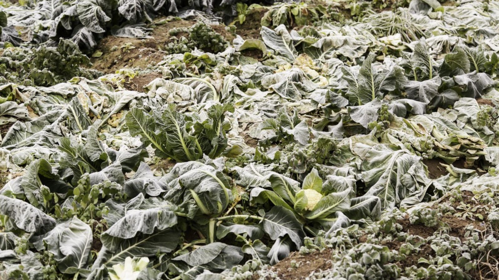 frozen vegetables in the garden