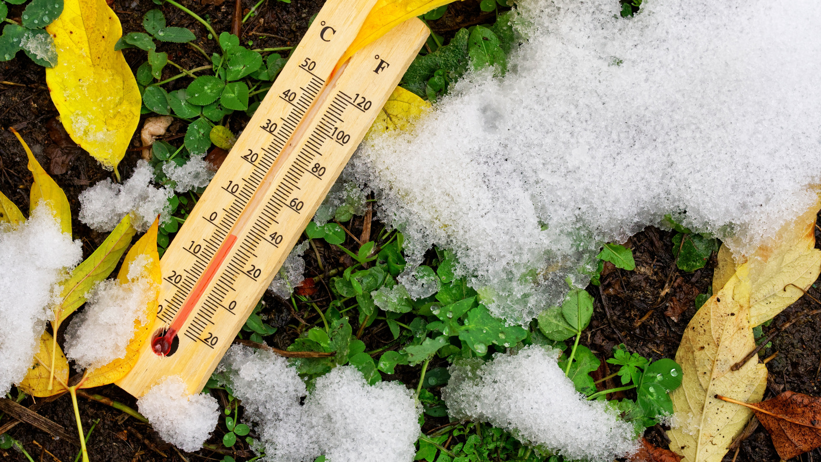 Thermometer lying among green plants, fallen leaves and melting snow