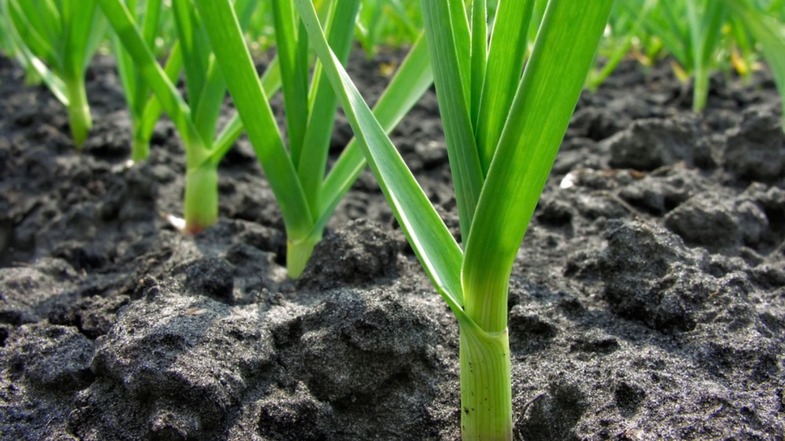 garlic growing