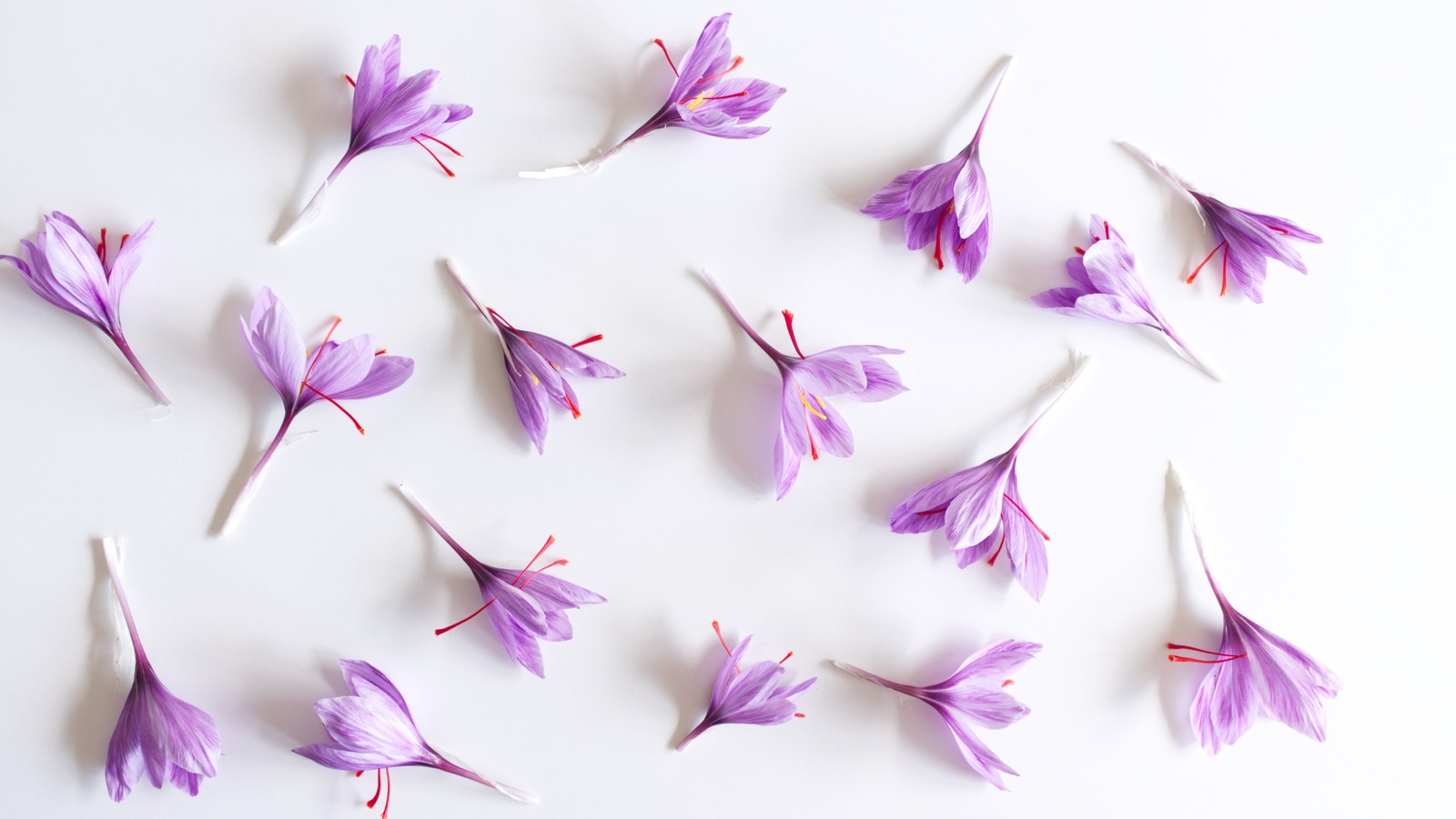 Scattered purple Crocus sativus flowers with long red stigmas on a pale surface