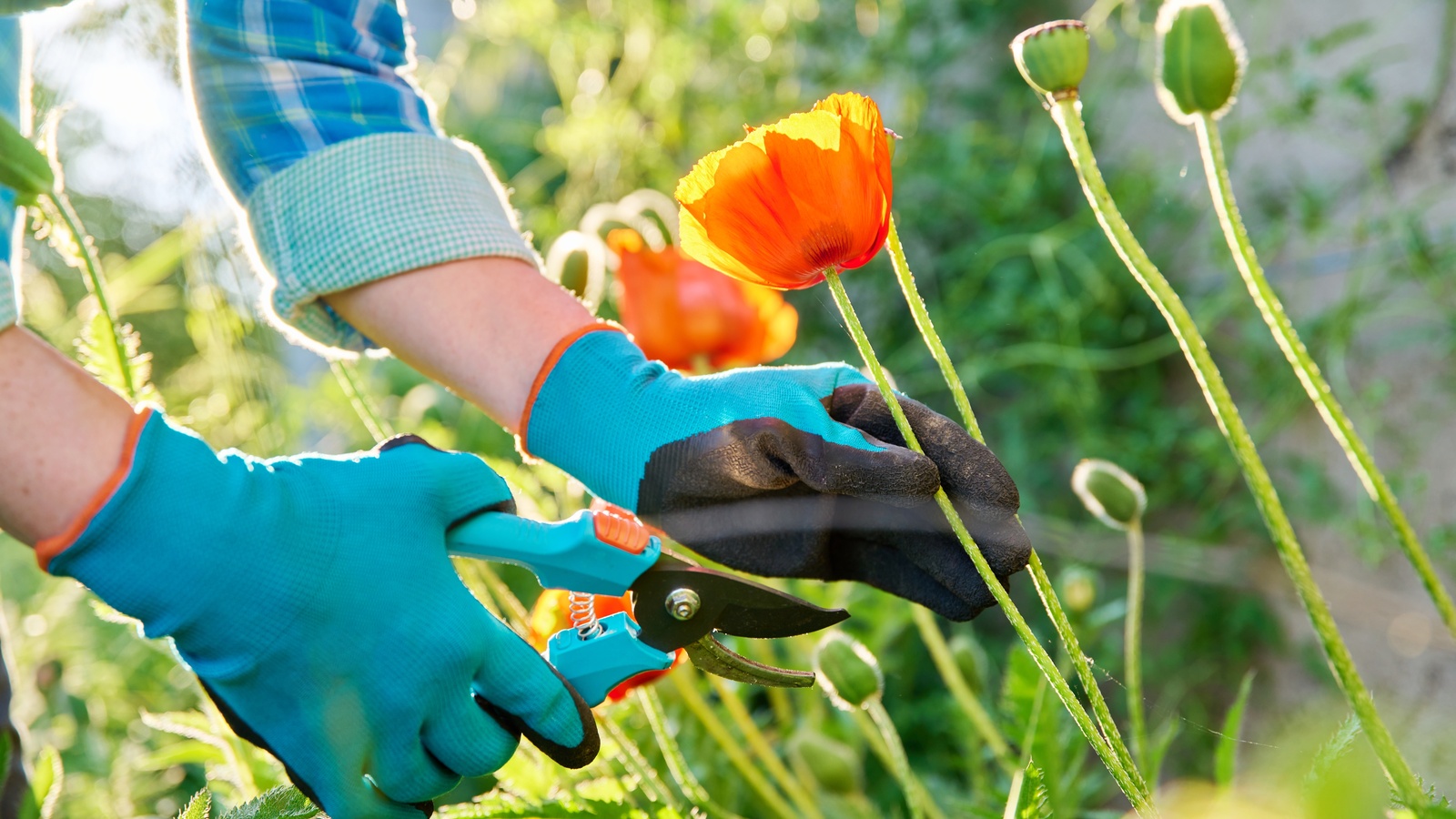 Gloved hands using pruning shears beside red poppies