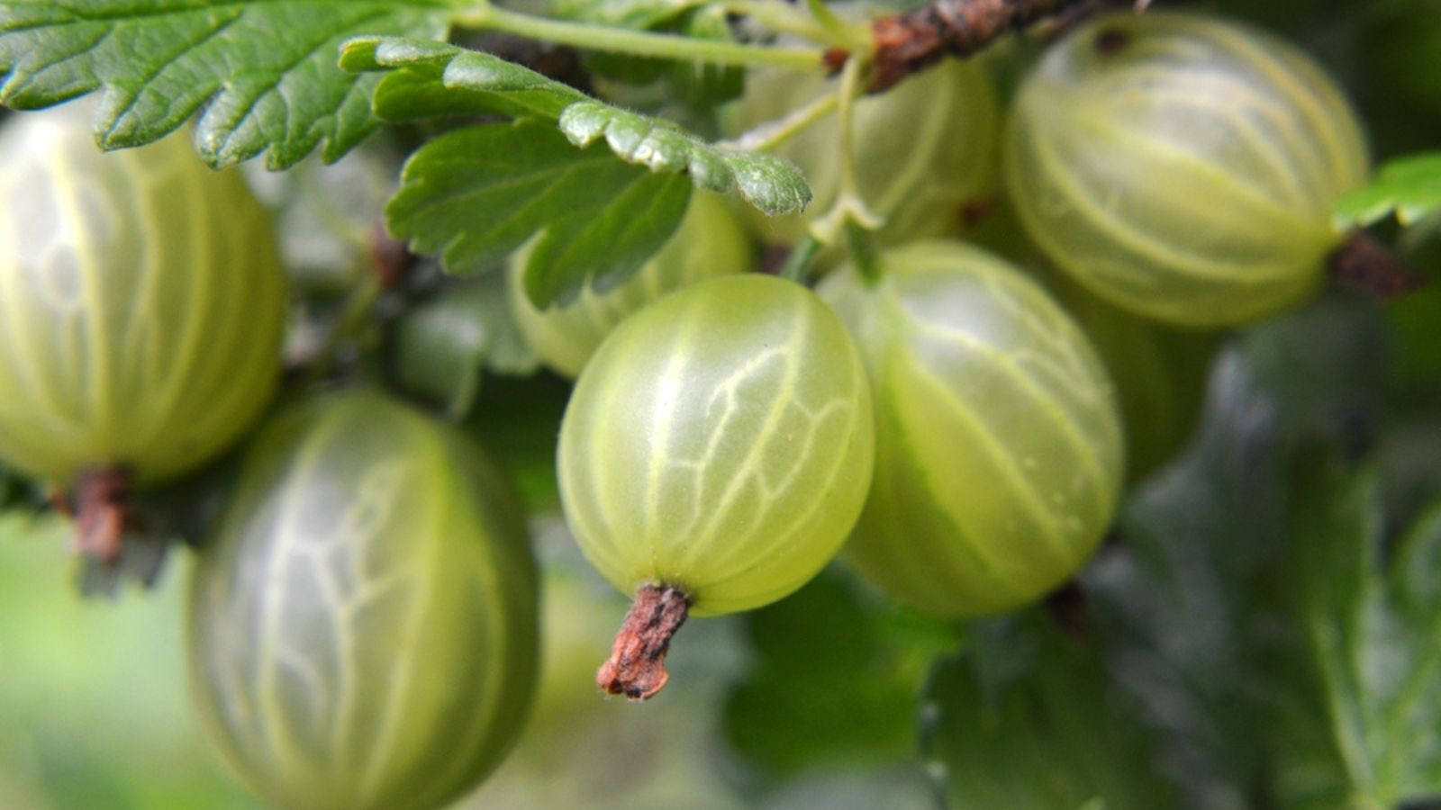 gooseberries growing