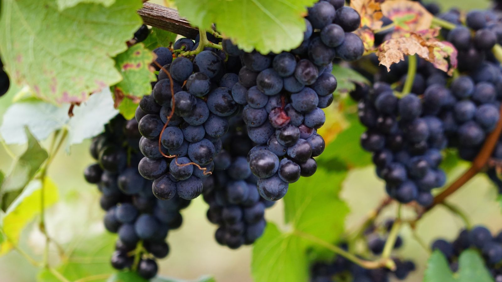 grapes