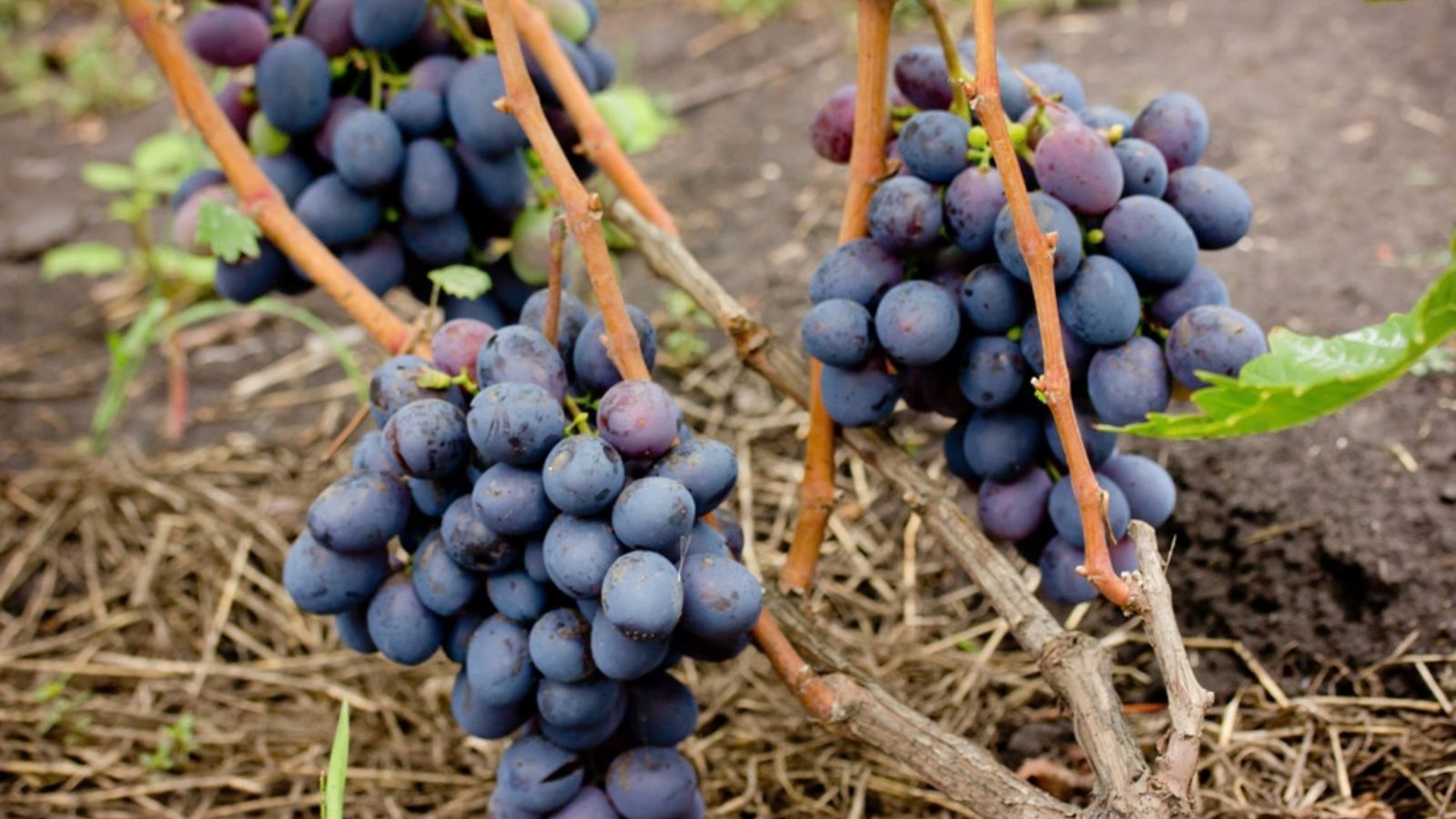 grapes growing