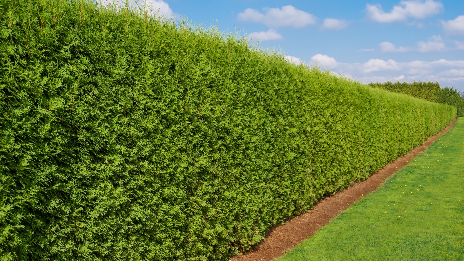 A dense green hedge screening the edge of a lawn