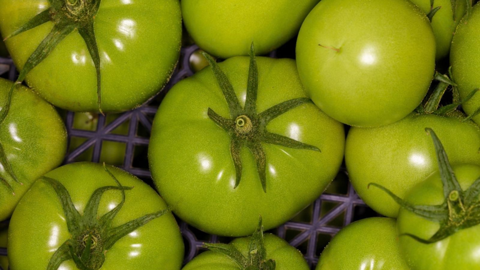 green tomatoes in tray