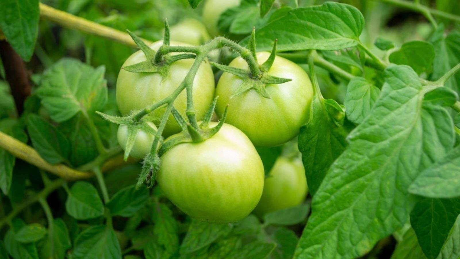 green tomatoes on plant