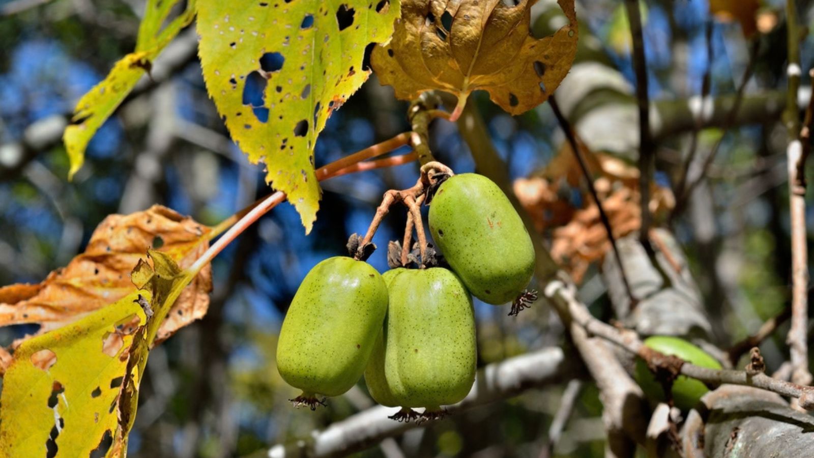 hardy kiwi