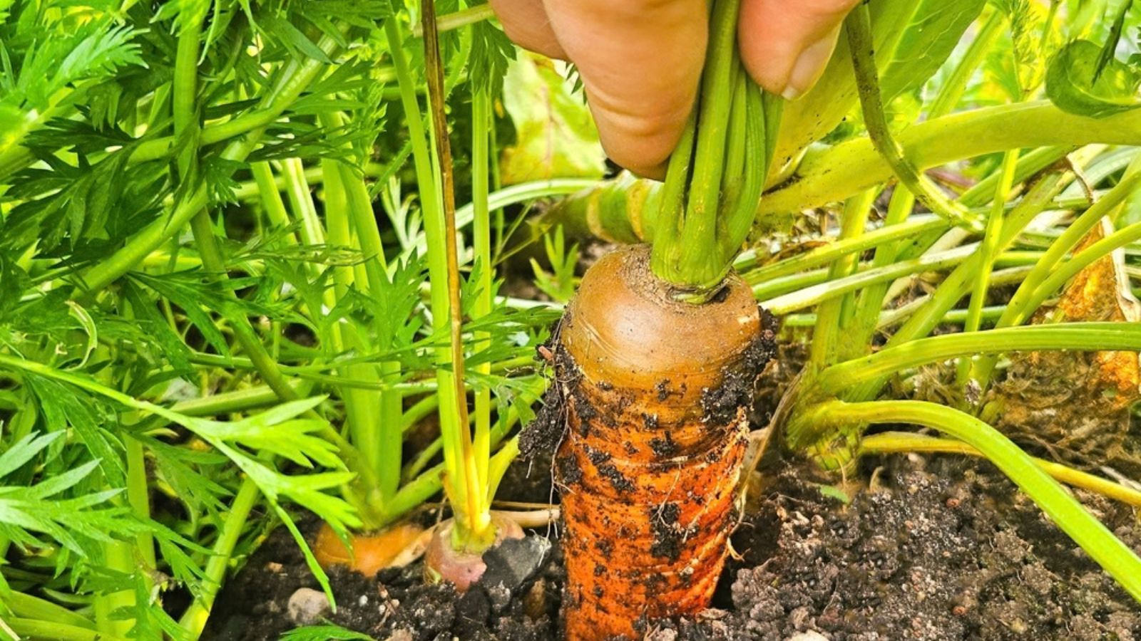 harvesting carrots