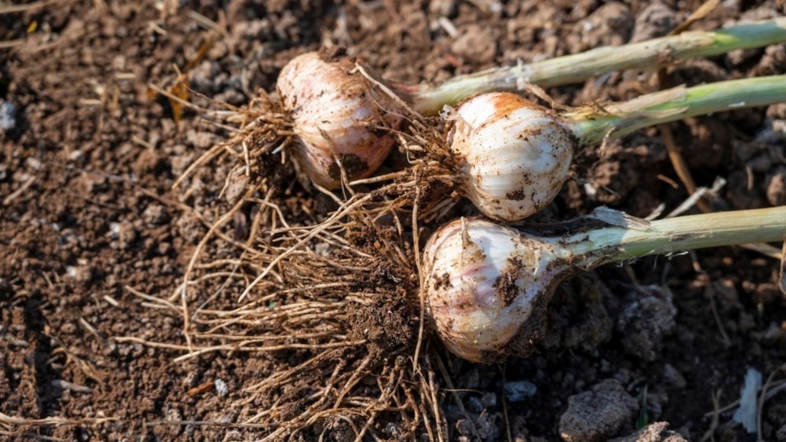 harvesting garlic