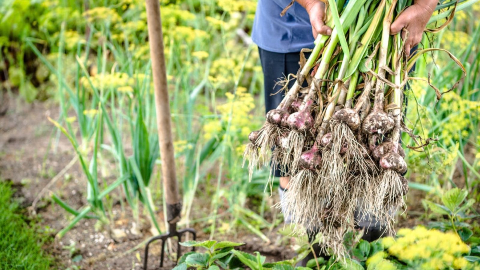 harvesting large garlic bulbs