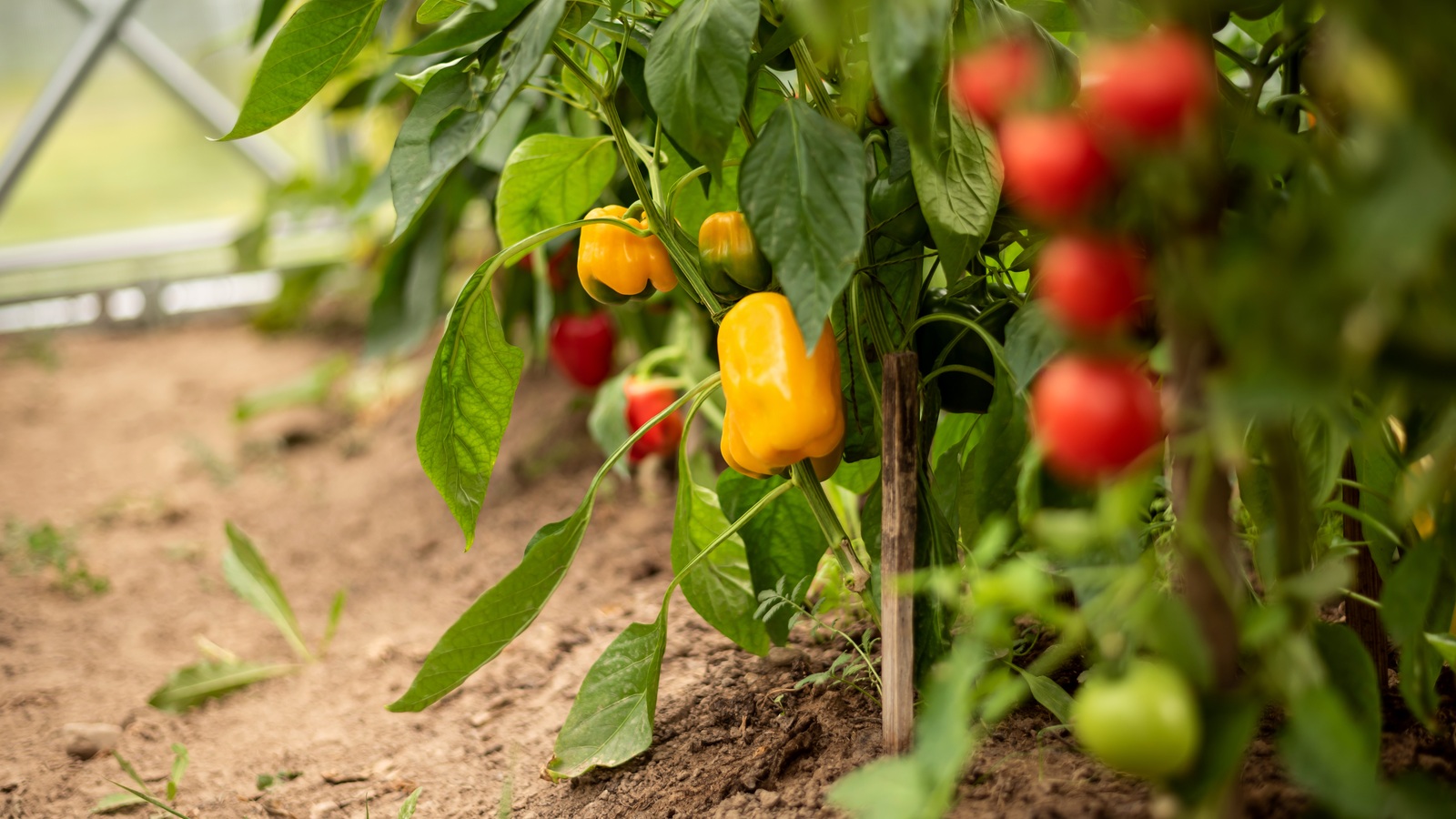 Ripe yellow bell peppers growing on a healthy plant in a greenhouse garden