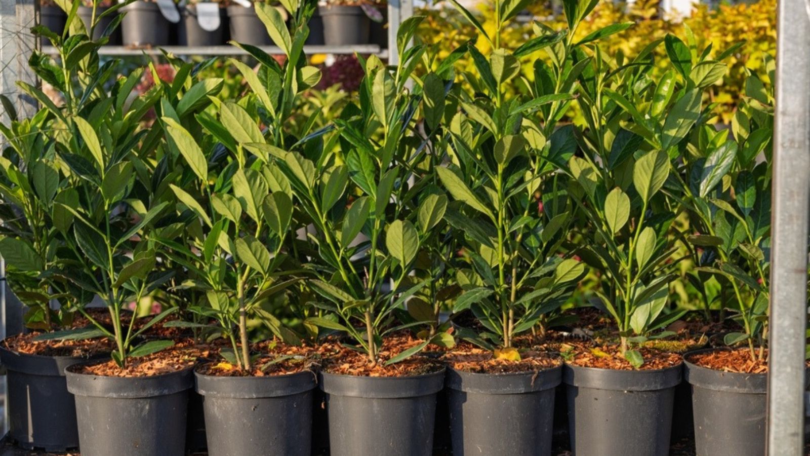 hedge in pots