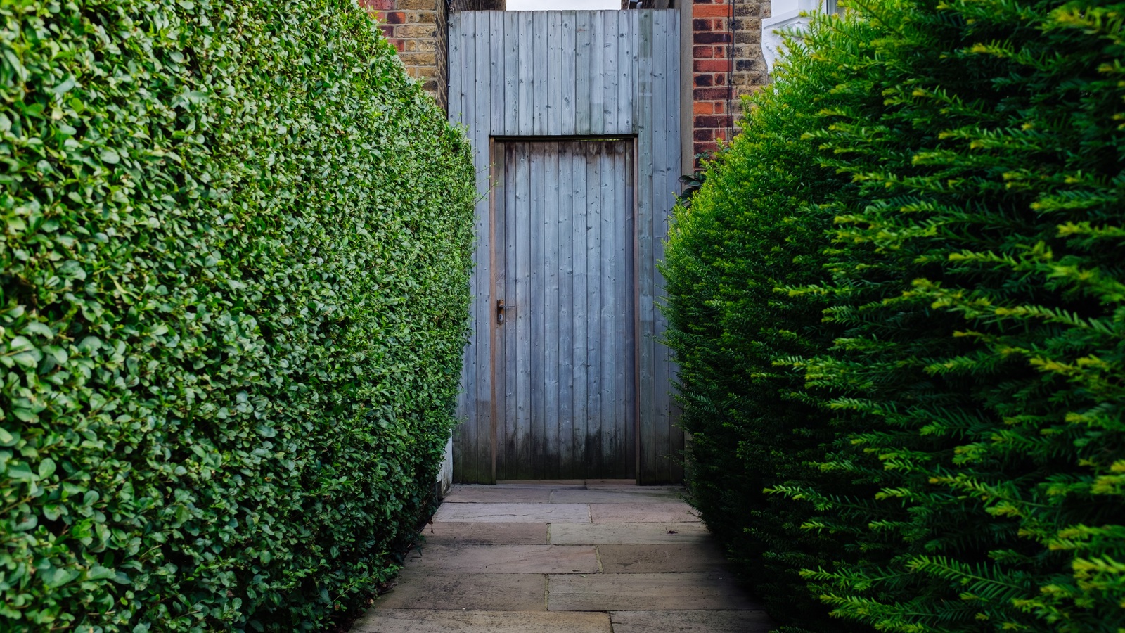 A narrow paved passage leading to a wooden gate between two thick hedges