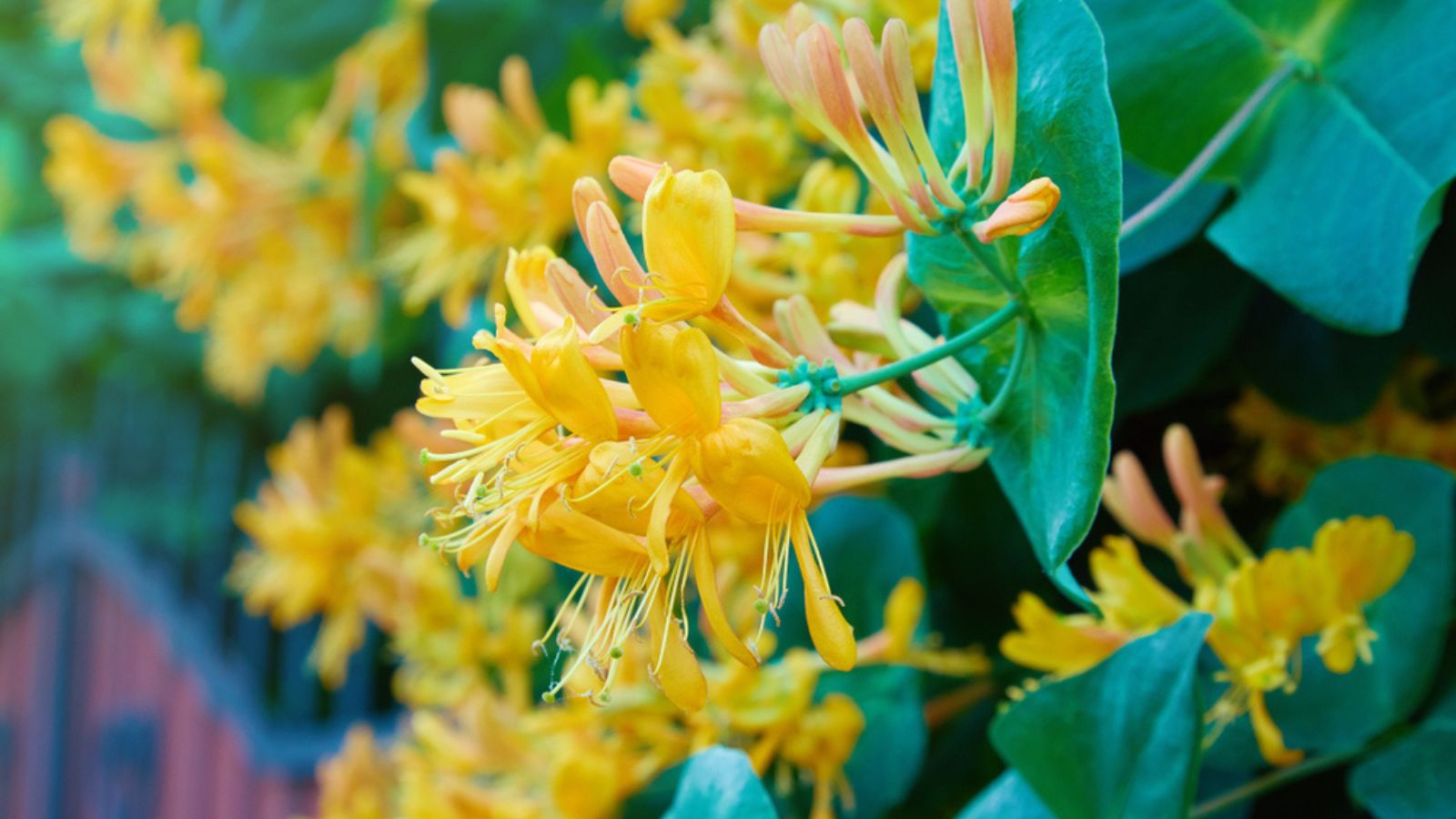 honeysuckle