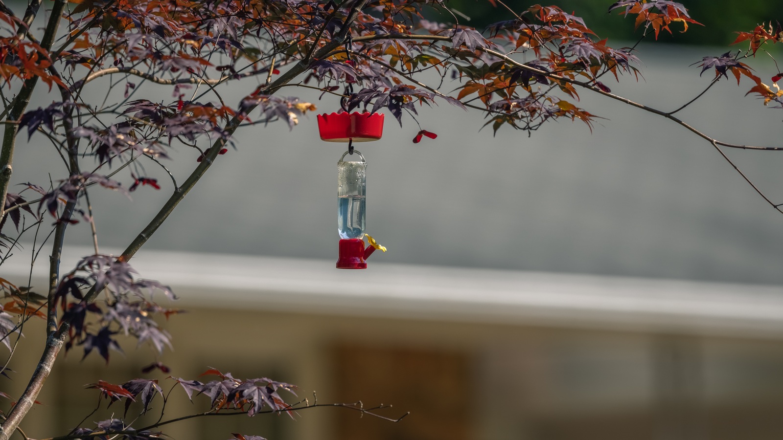 A small hummingbird feeder hanging beneath the branches of a leafy red maple