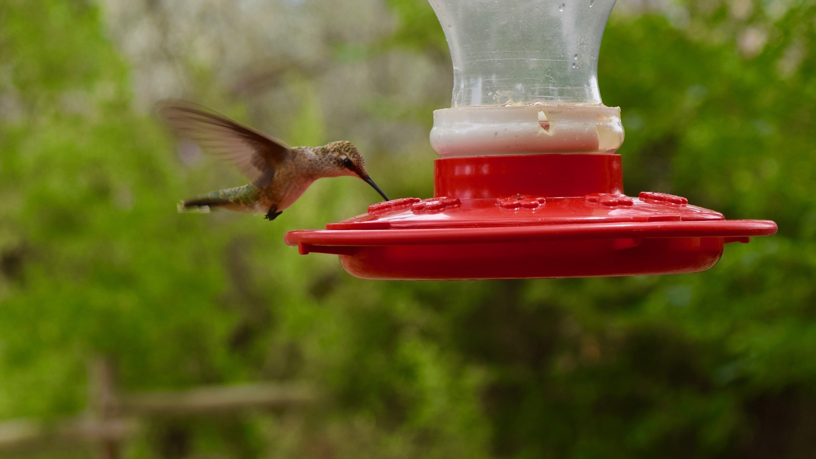 A hummingbird hovering at a red feeder with clear liquid in its reservoir