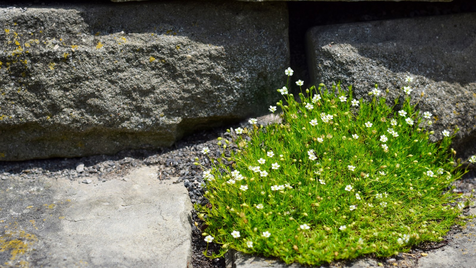 Irish moss with tiny white flowers growing in a gap between gray rocks