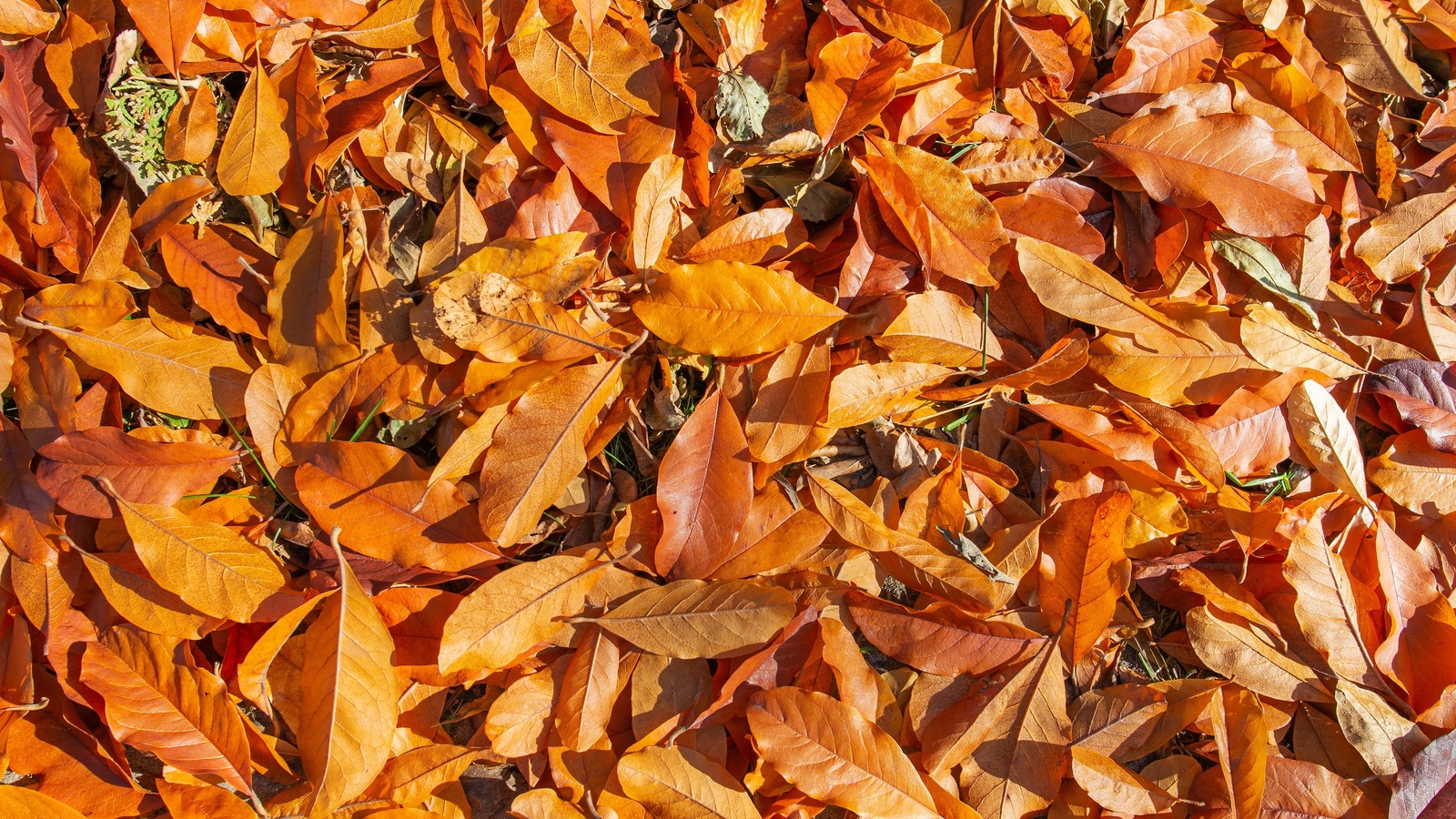 Large brown fallen leaves covering the garden ground
