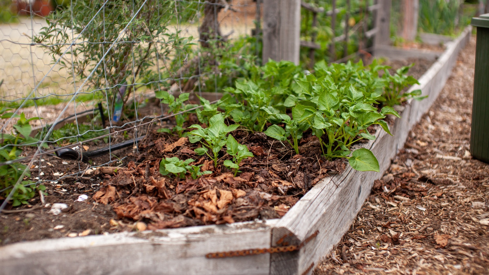 Fallen leaves used as mulch around vegetables in a raised garden bed