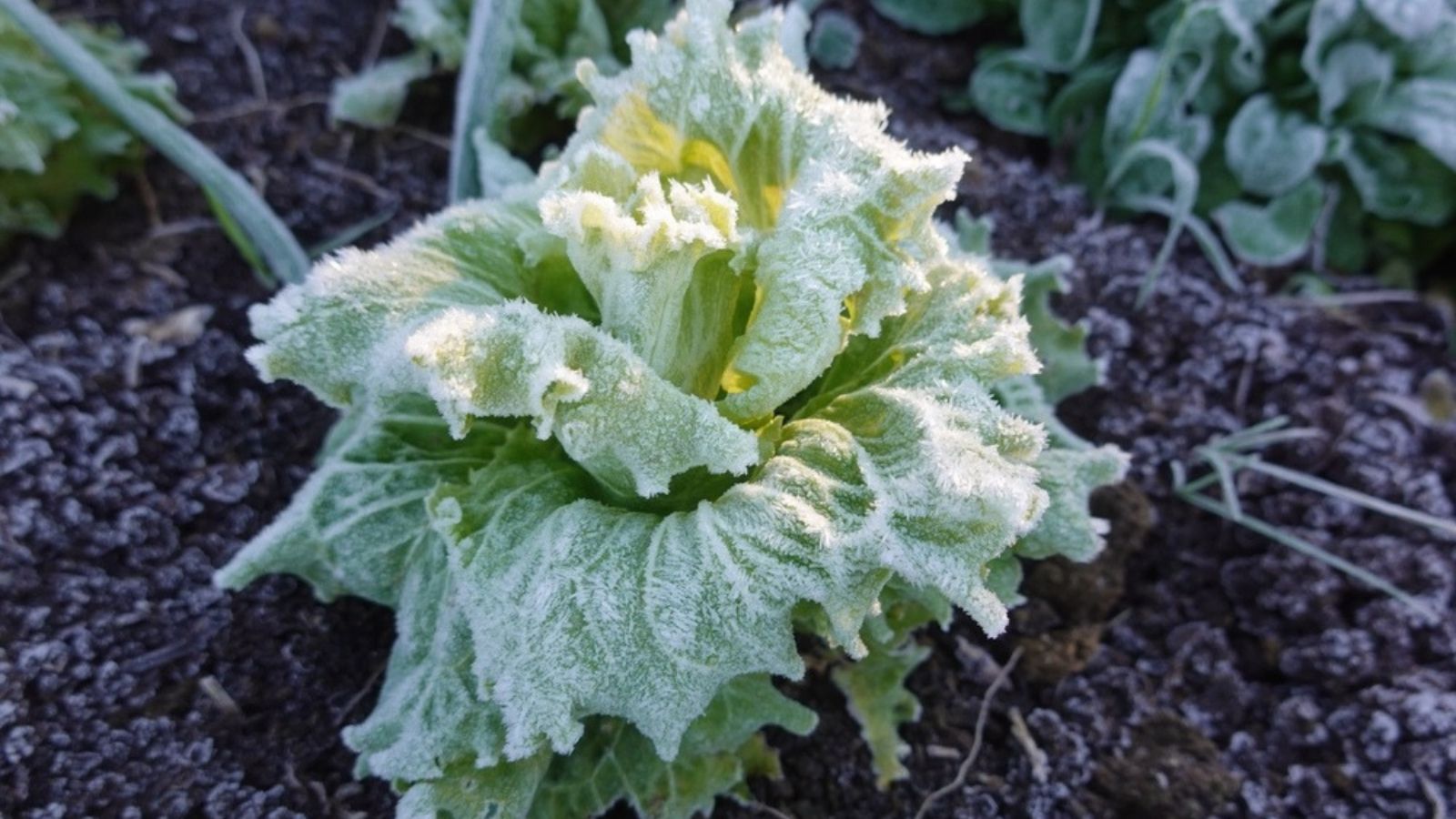 lettuce with frost