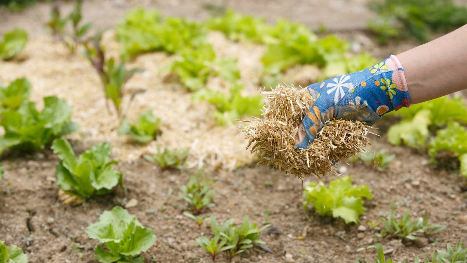 A gloved hand holding loose straw above a garden bed