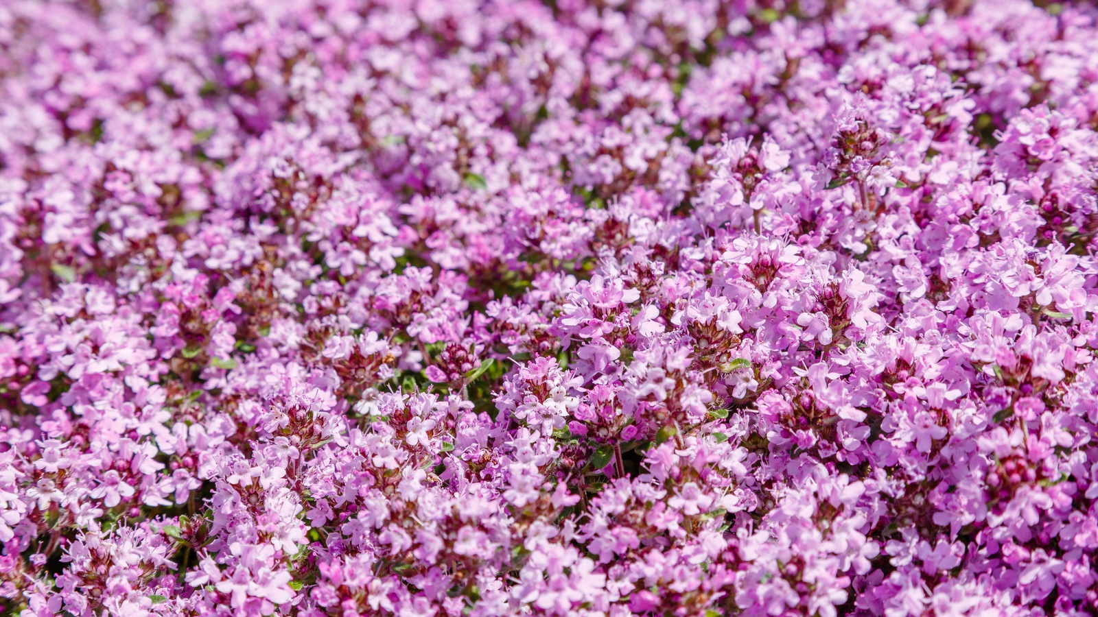 A dense low carpet of pink-purple creeping thyme flowers