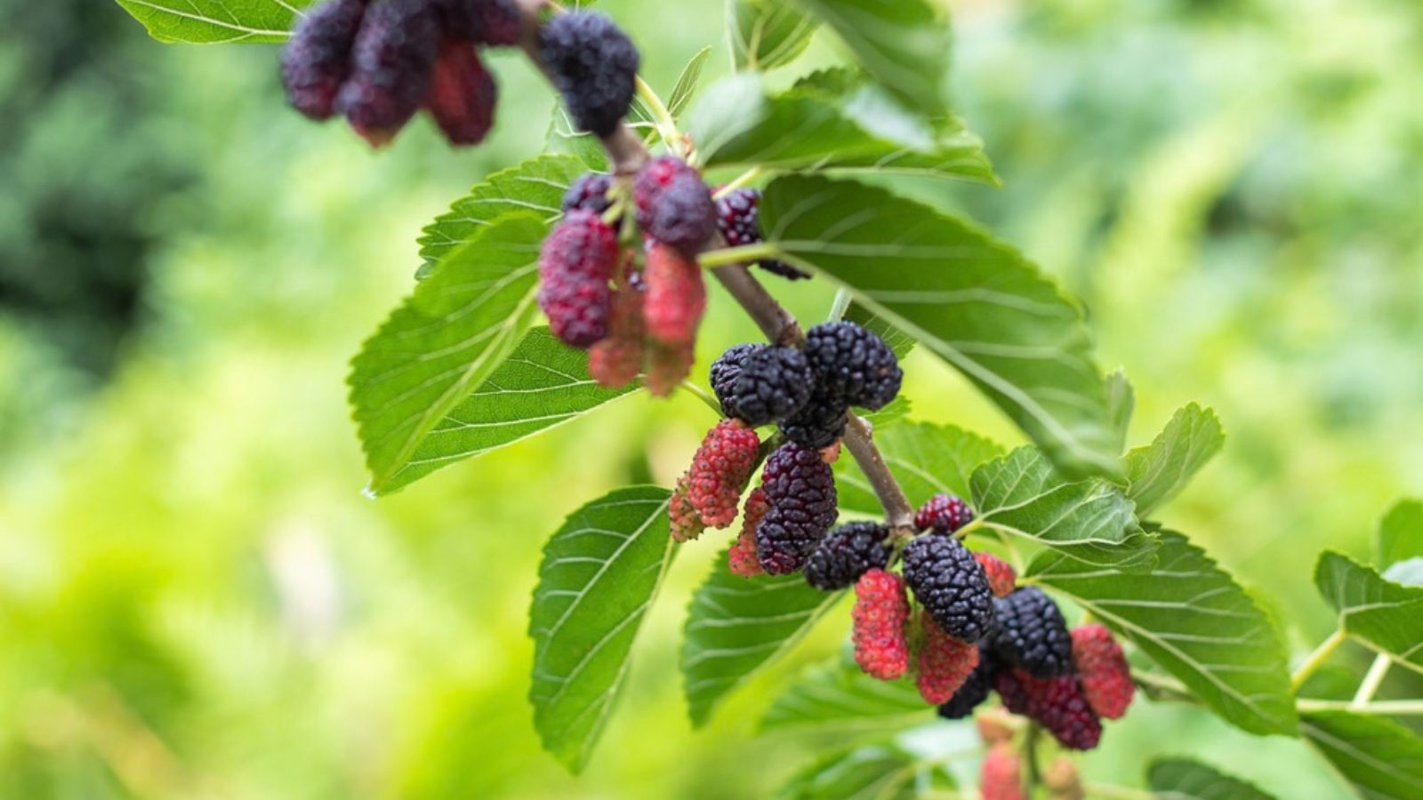 mulberry