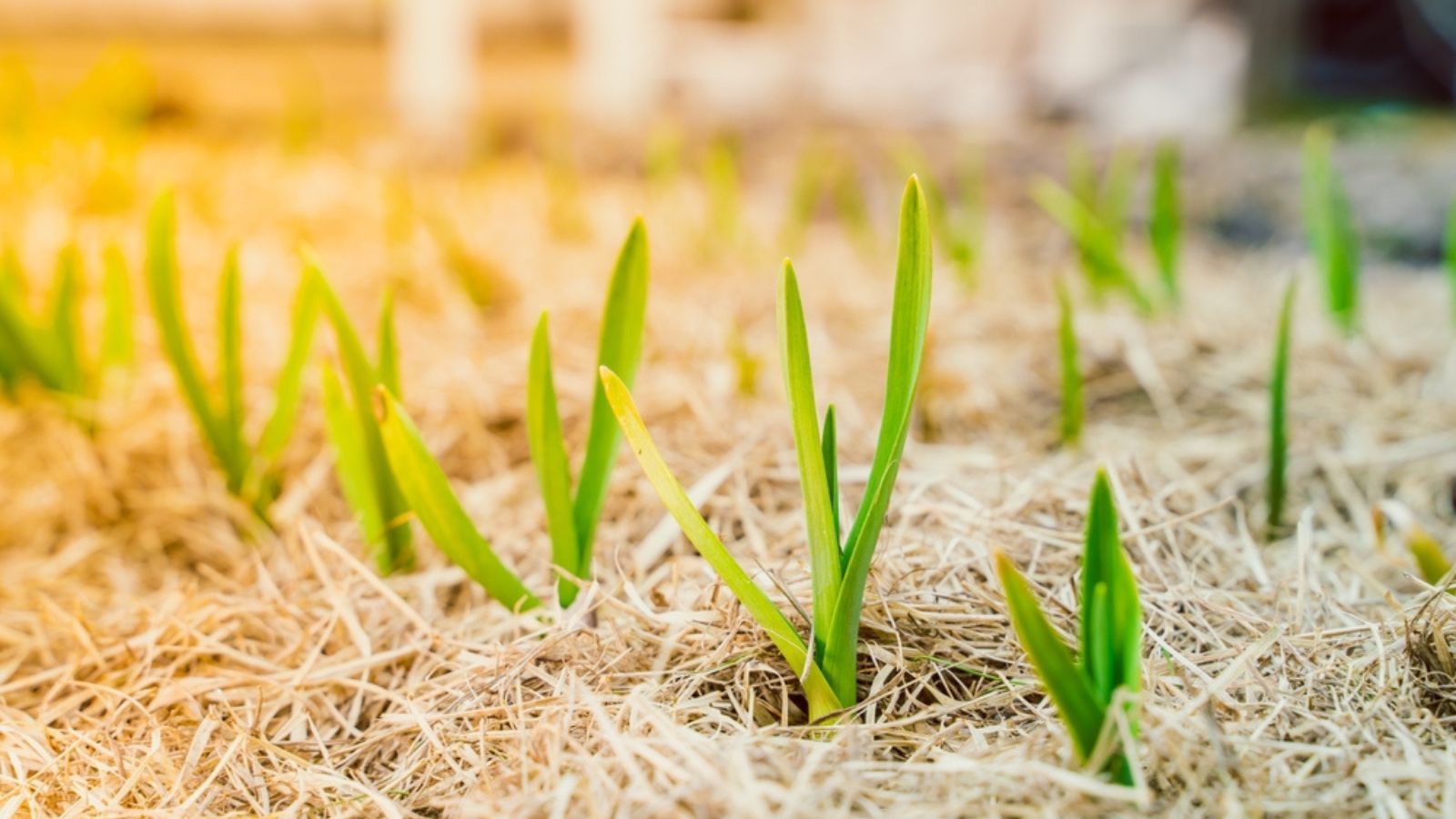 mulch garlic