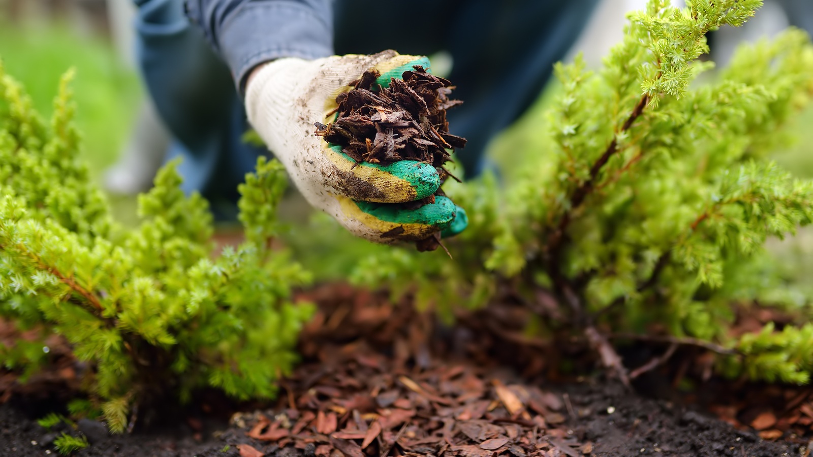 A gloved gardener adding bark mulch around young evergreen shrubs