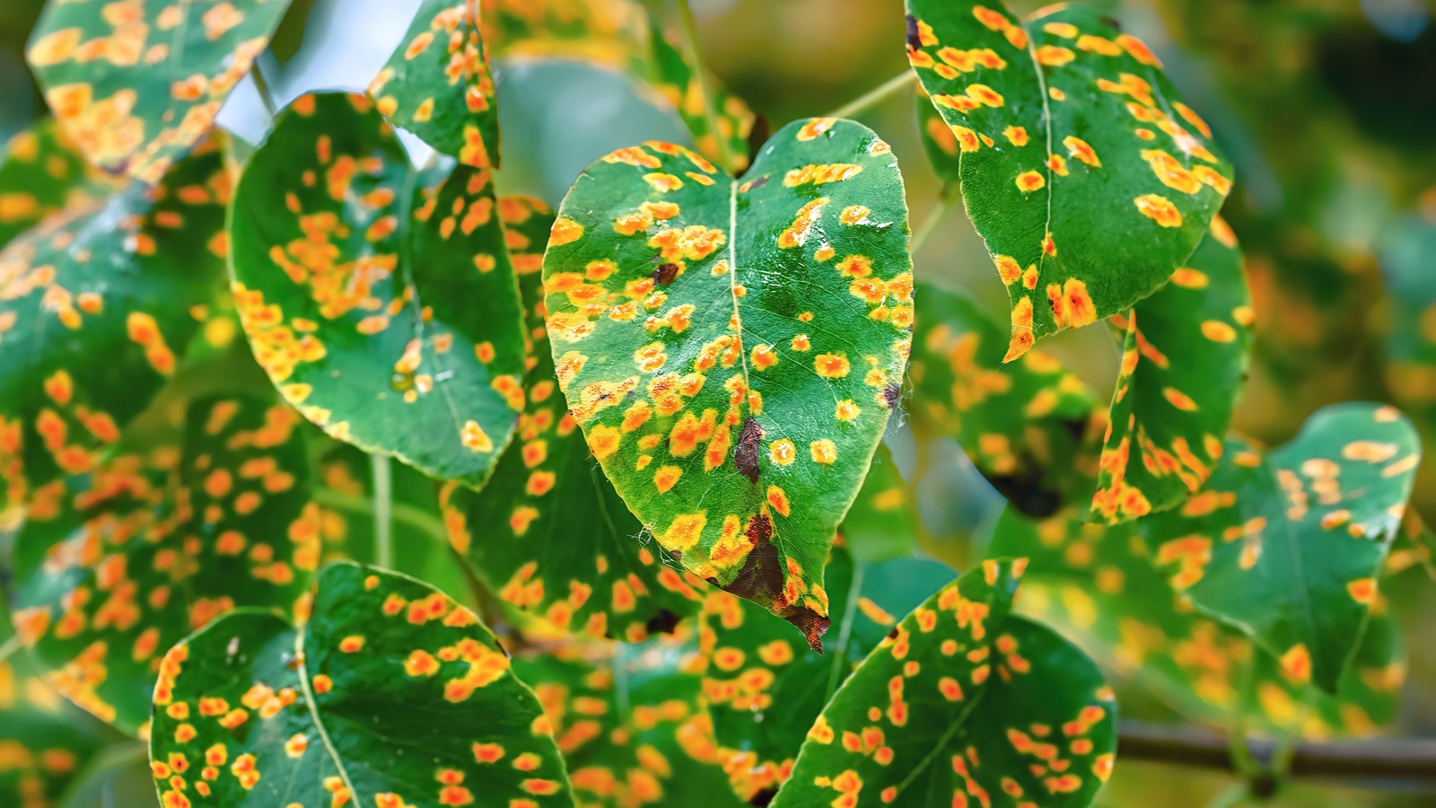 Pear leaves showing conspicuous orange rust spots