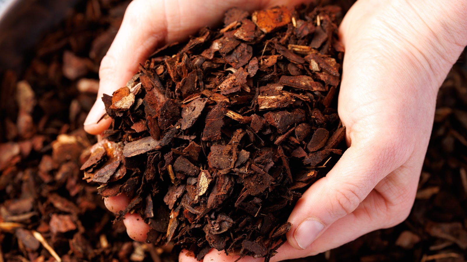 Hands holding coarse organic bark mulch